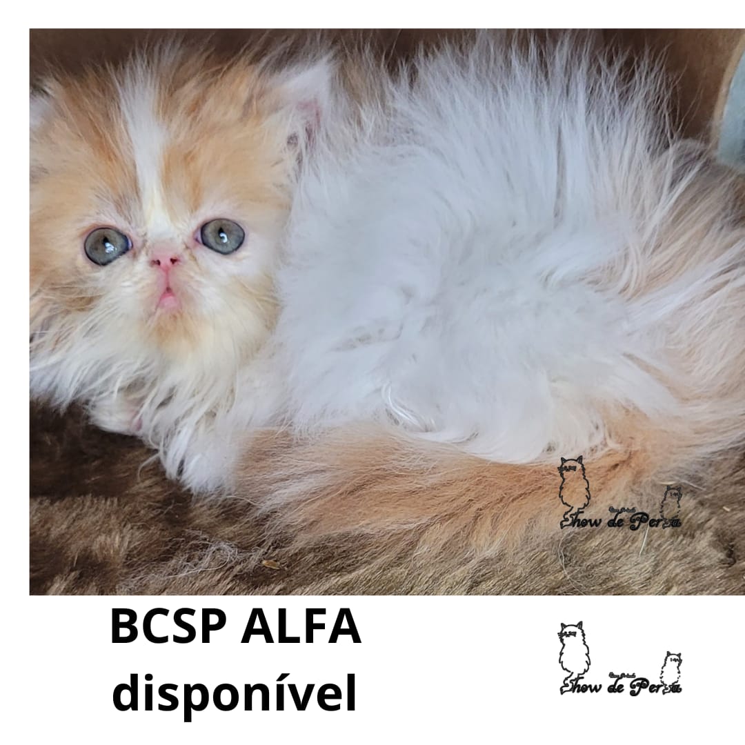 WhatsApp Image 2024-05-06 at 01.43.52.jpeg