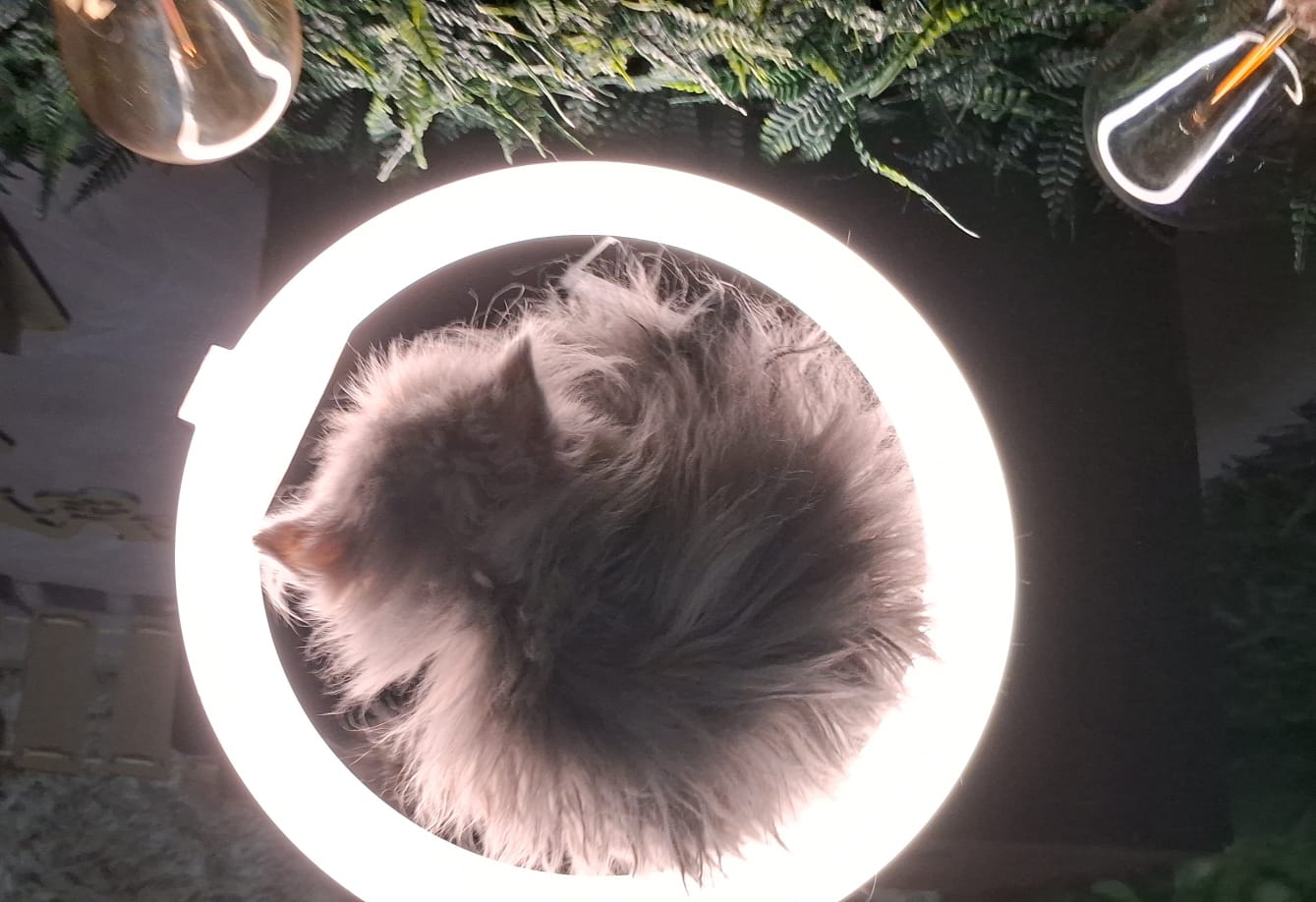 WhatsApp Image 2024-07-31 at 08.50.41.jpeg