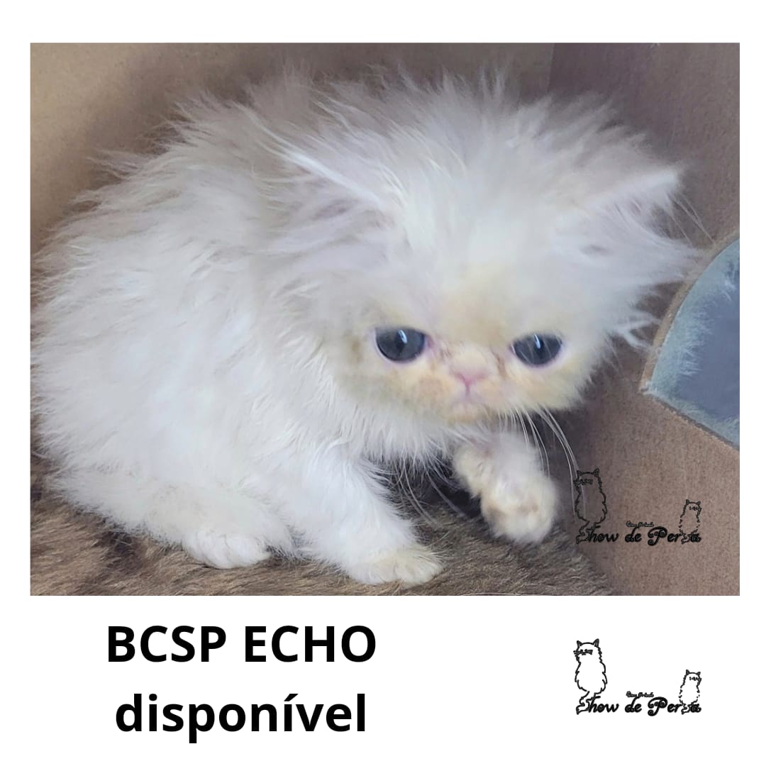 WhatsApp Image 2024-05-06 at 01.12.28.jpeg