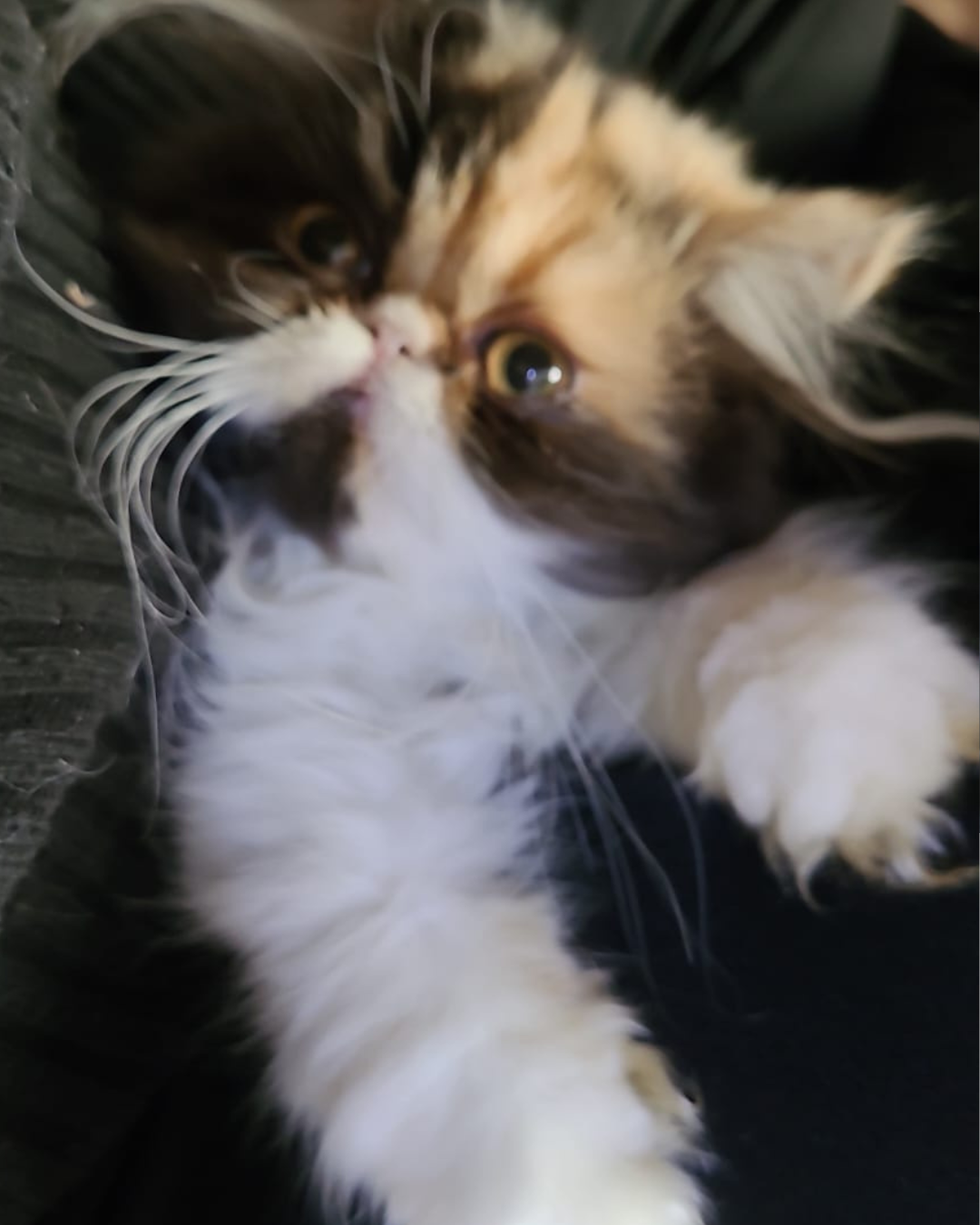 Design sem nome (6).png