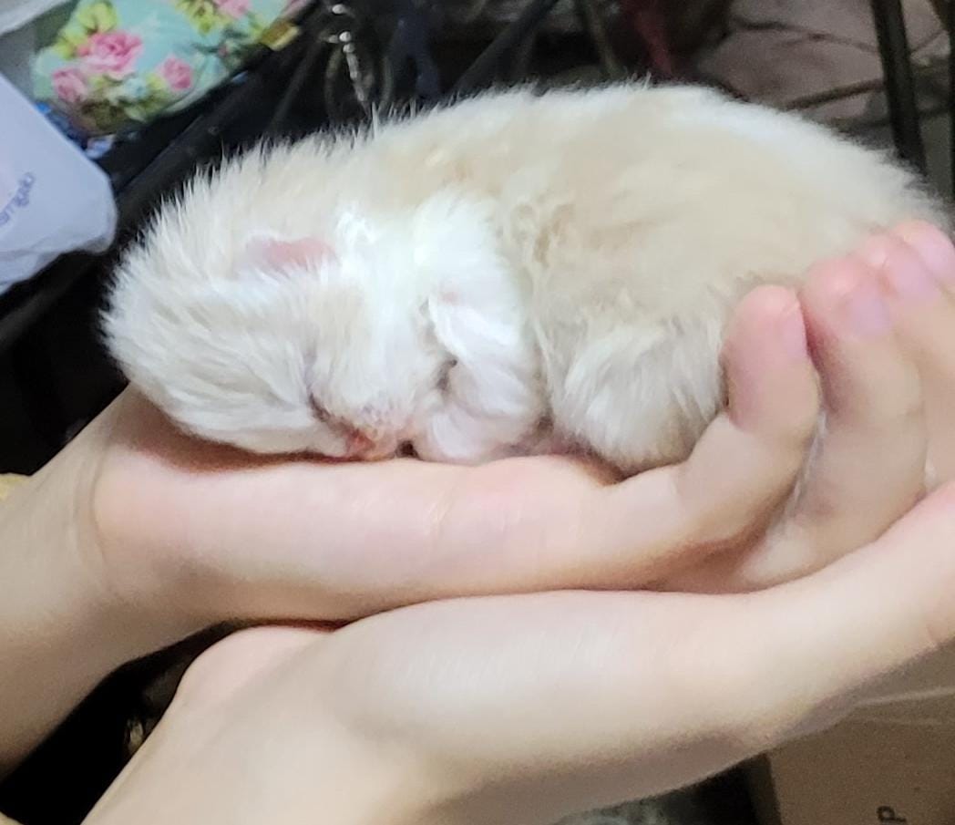 WhatsApp Image 2024-07-31 at 08.51.04.jpeg