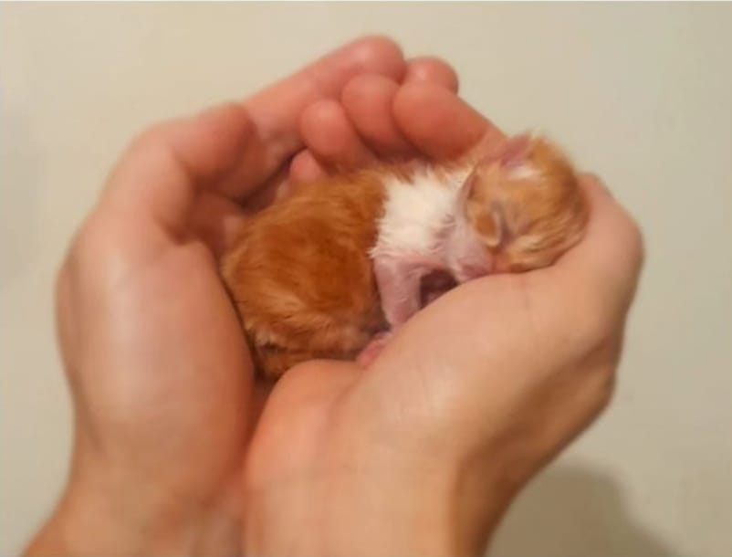 WhatsApp Image 2024-07-31 at 08.50.57.jpeg