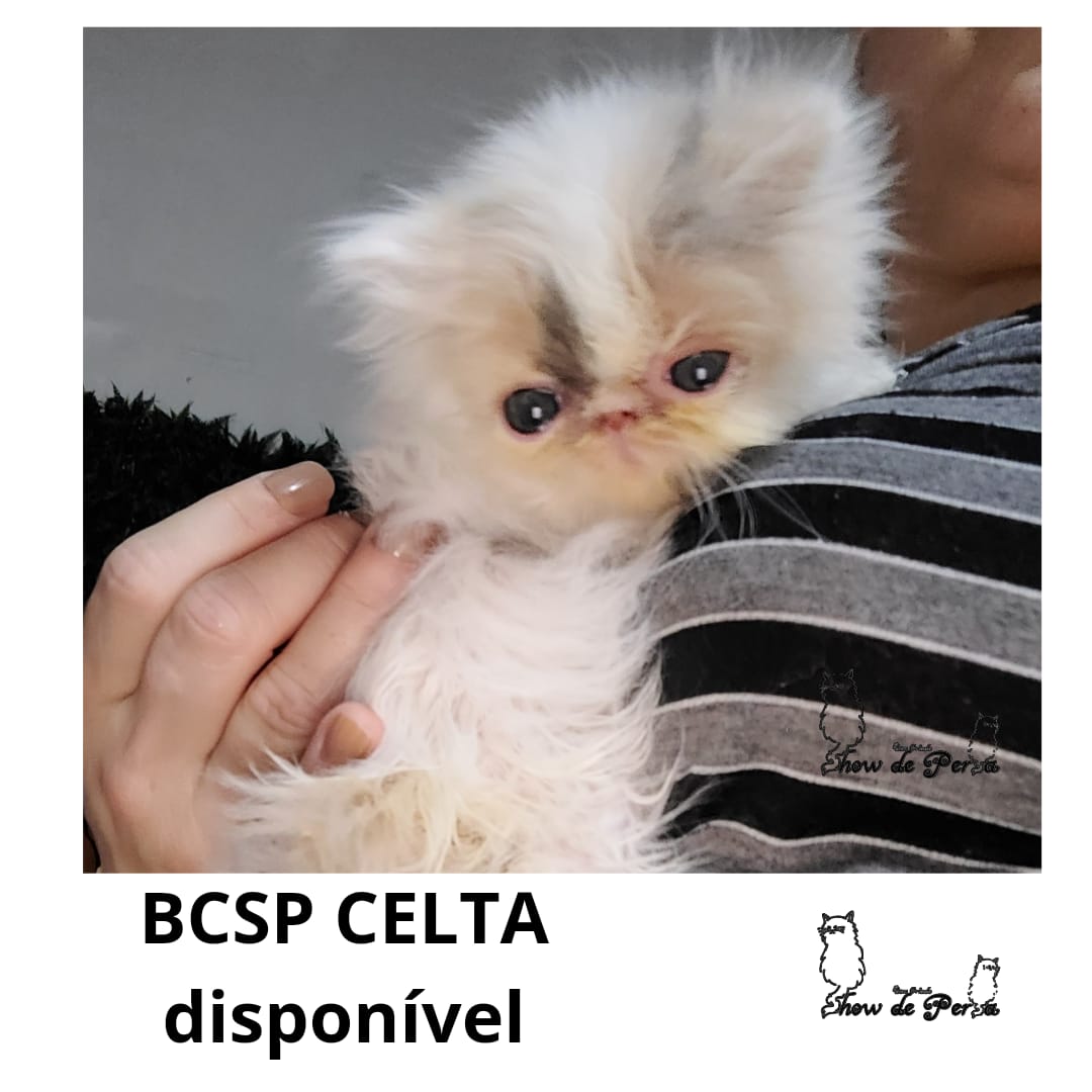 WhatsApp Image 2024-05-06 at 01.33.49.jpeg