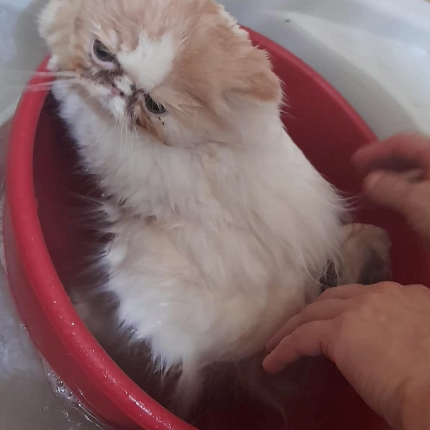 WhatsApp Image 2024-07-31 at 08.50.08.jpeg