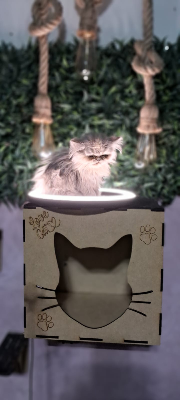 WhatsApp Image 2024-07-31 at 08.50.39.jpeg