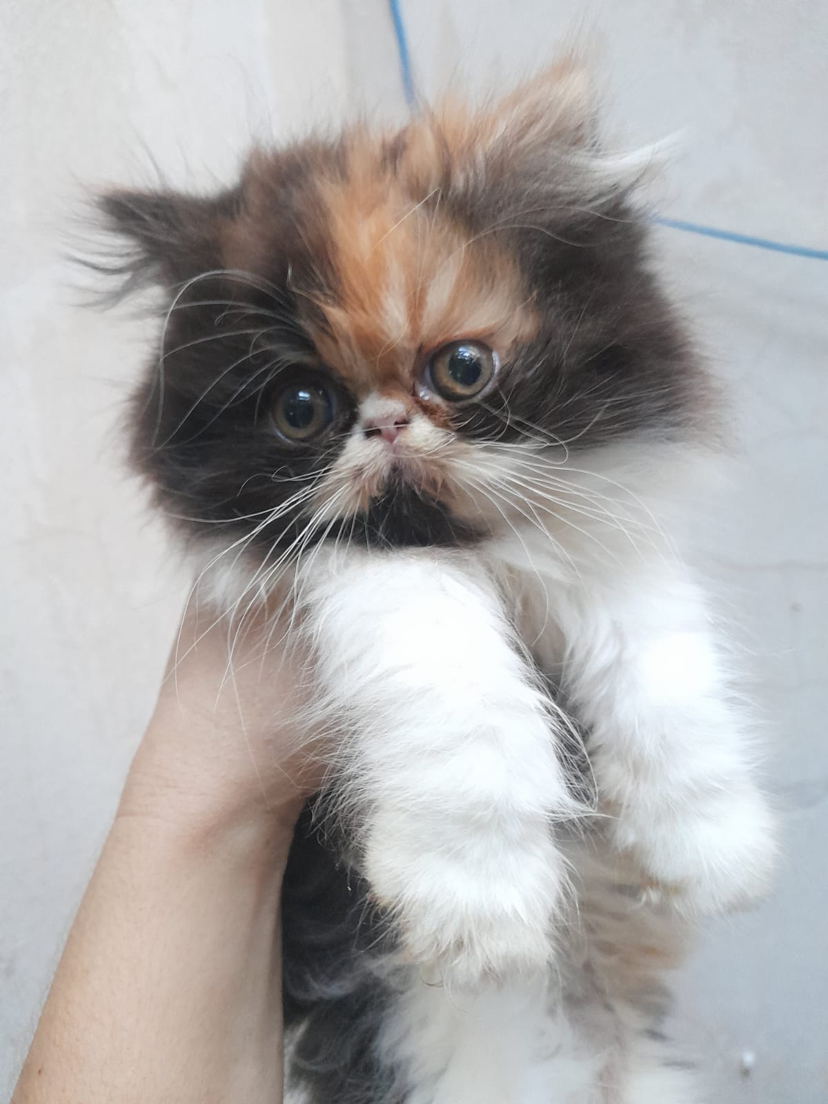 WhatsApp Image 2025-04-30 at 23.33.55 (2).jpeg