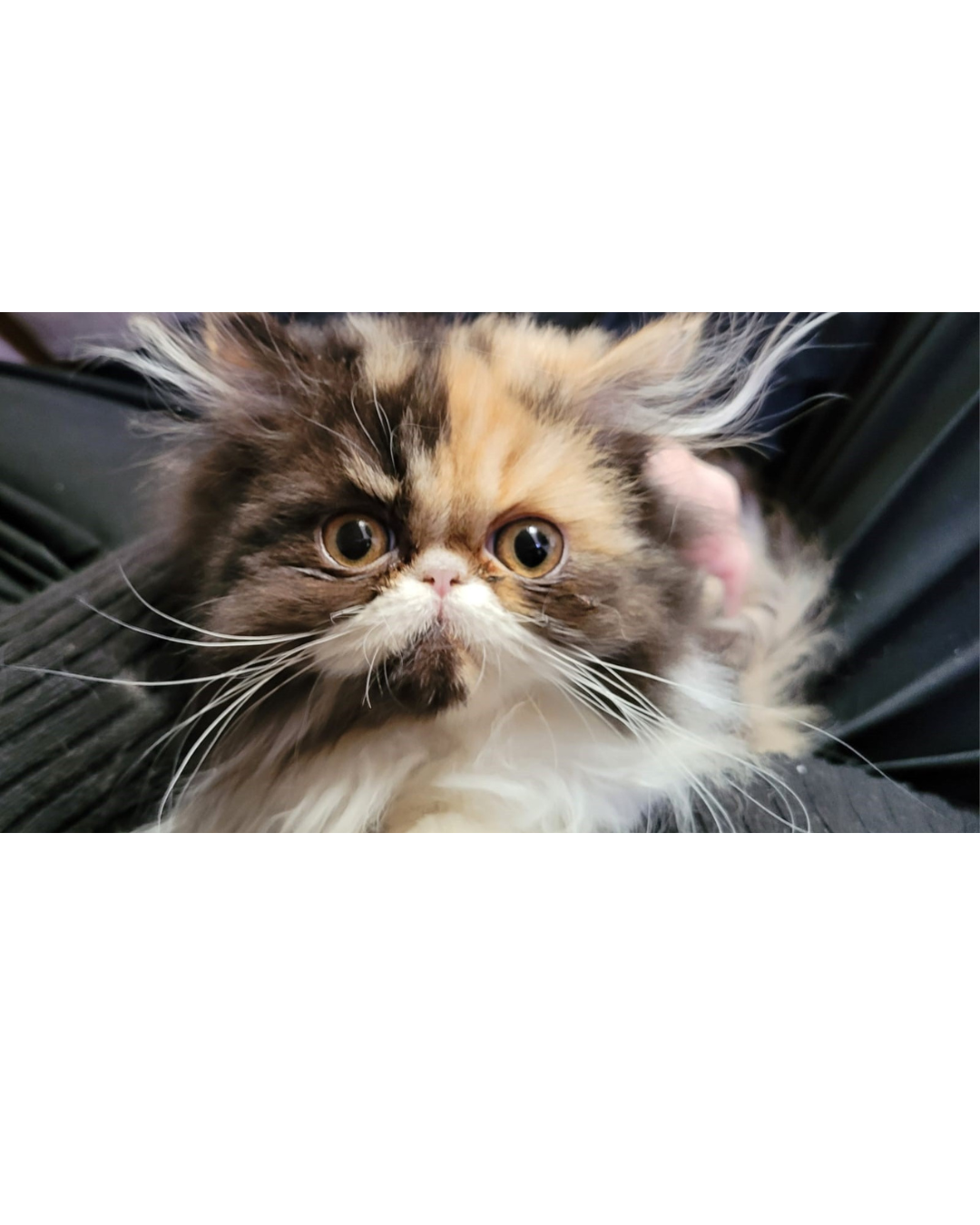 Design sem nome (5).png