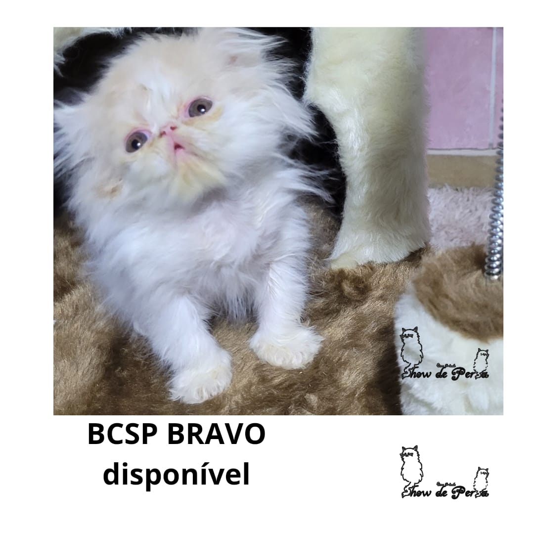 WhatsApp Image 2024-05-06 at 01.02.37.jpeg