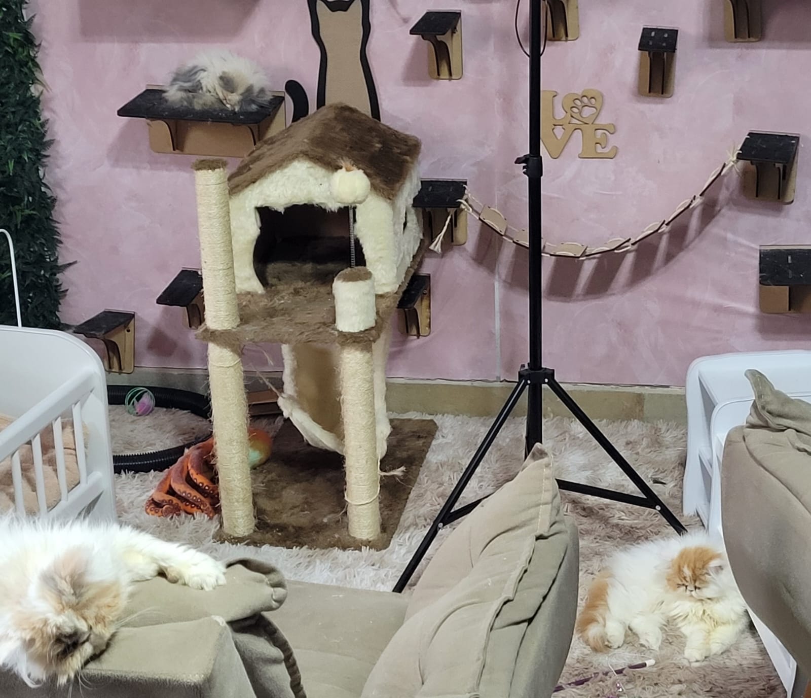 cada um tem seu cantinho preferido