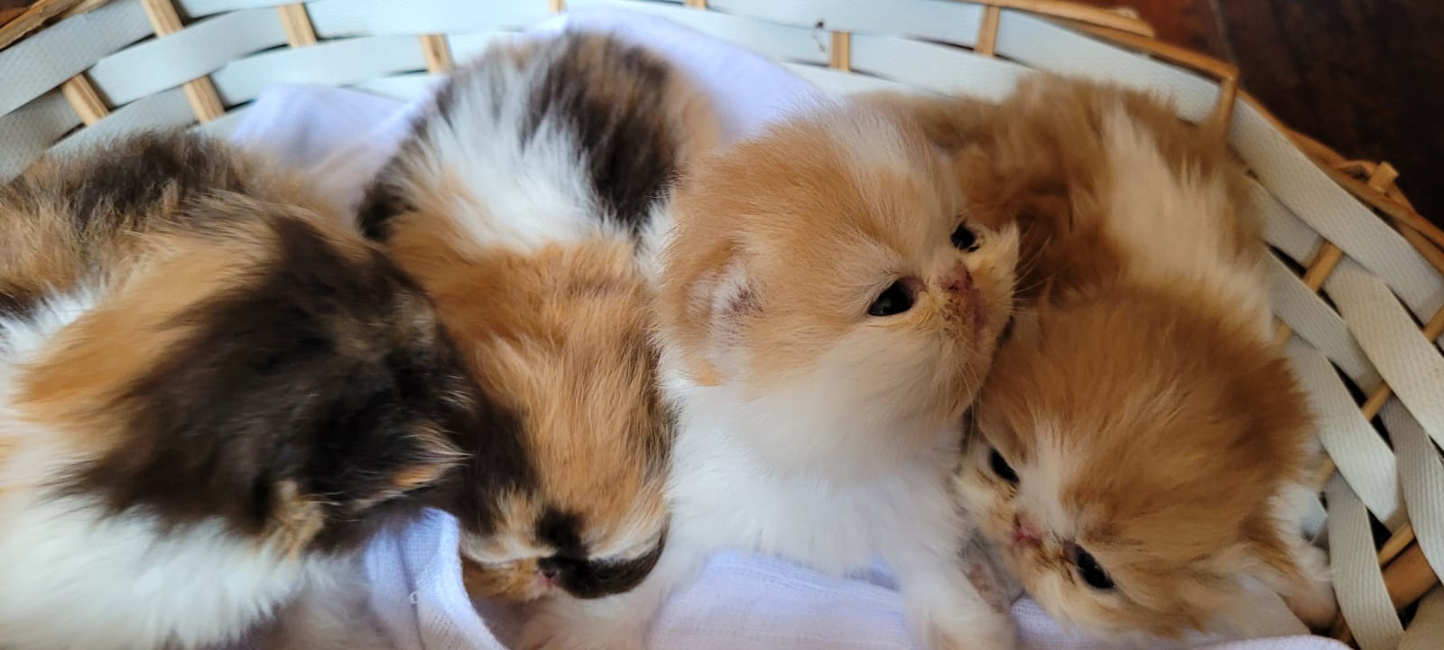 WhatsApp Image 2025-04-30 at 23.33.56.jpeg